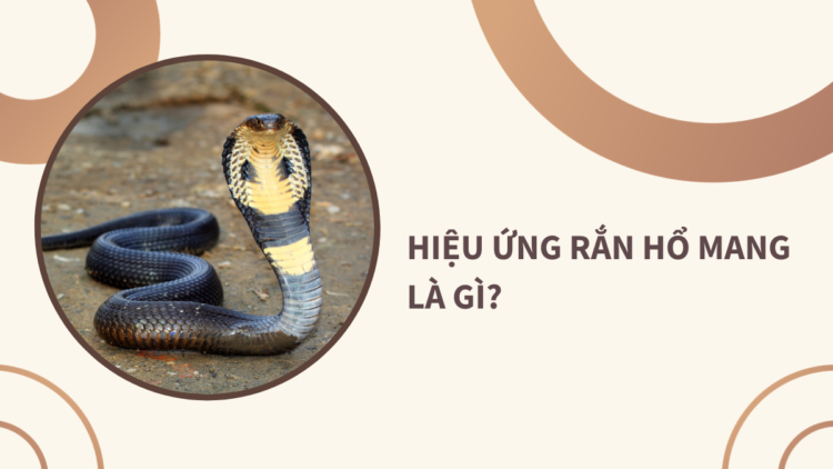 hieu-ung-ran-ho-mang-la-gi