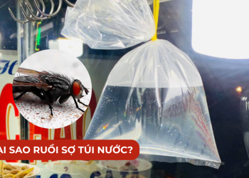 tai-sao-ruoi-so-tui-nuoc